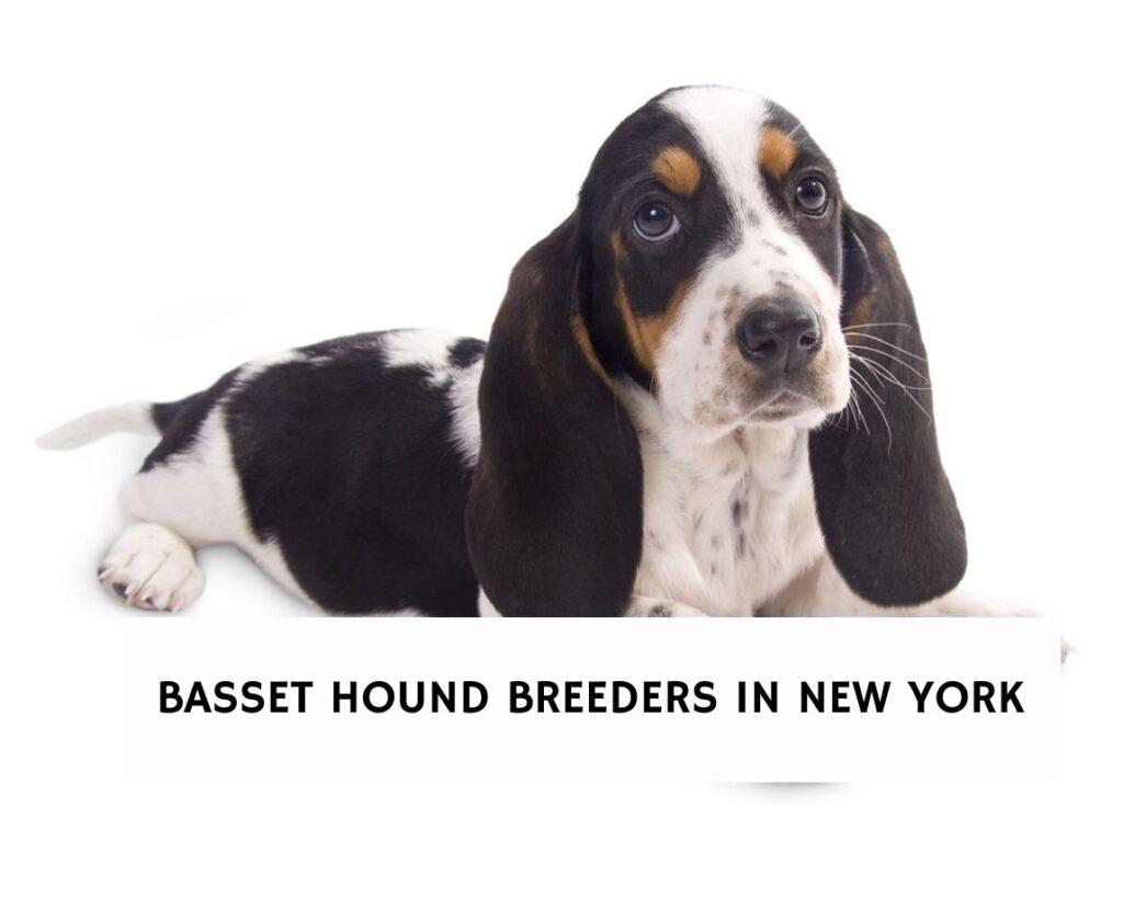 6 Best Basset Hound Breeders in New York!