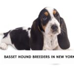 Basset Hounds Breeders in New York