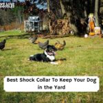 best shock collar to keep dog in yard