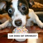 Can Dogs Eat Sprinkles?