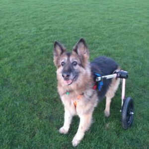 when should you euthanize a dog with degenerative myelopathy