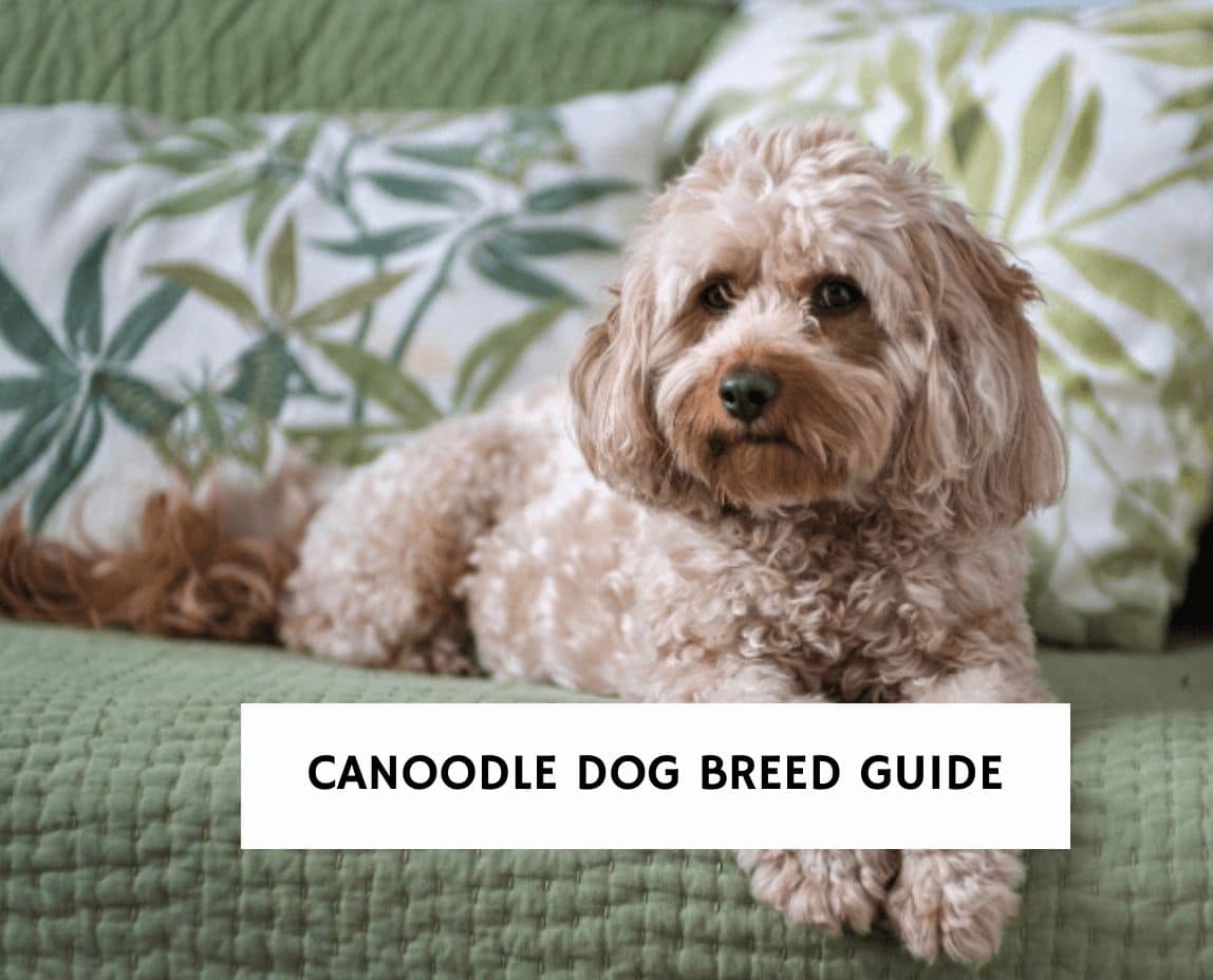 dog breed guide