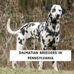 Dalmatian breeders in PA