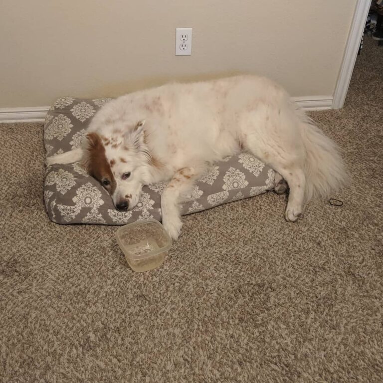 When To Put Down A Dog With Degenerative Myelopathy 2023 We Love 