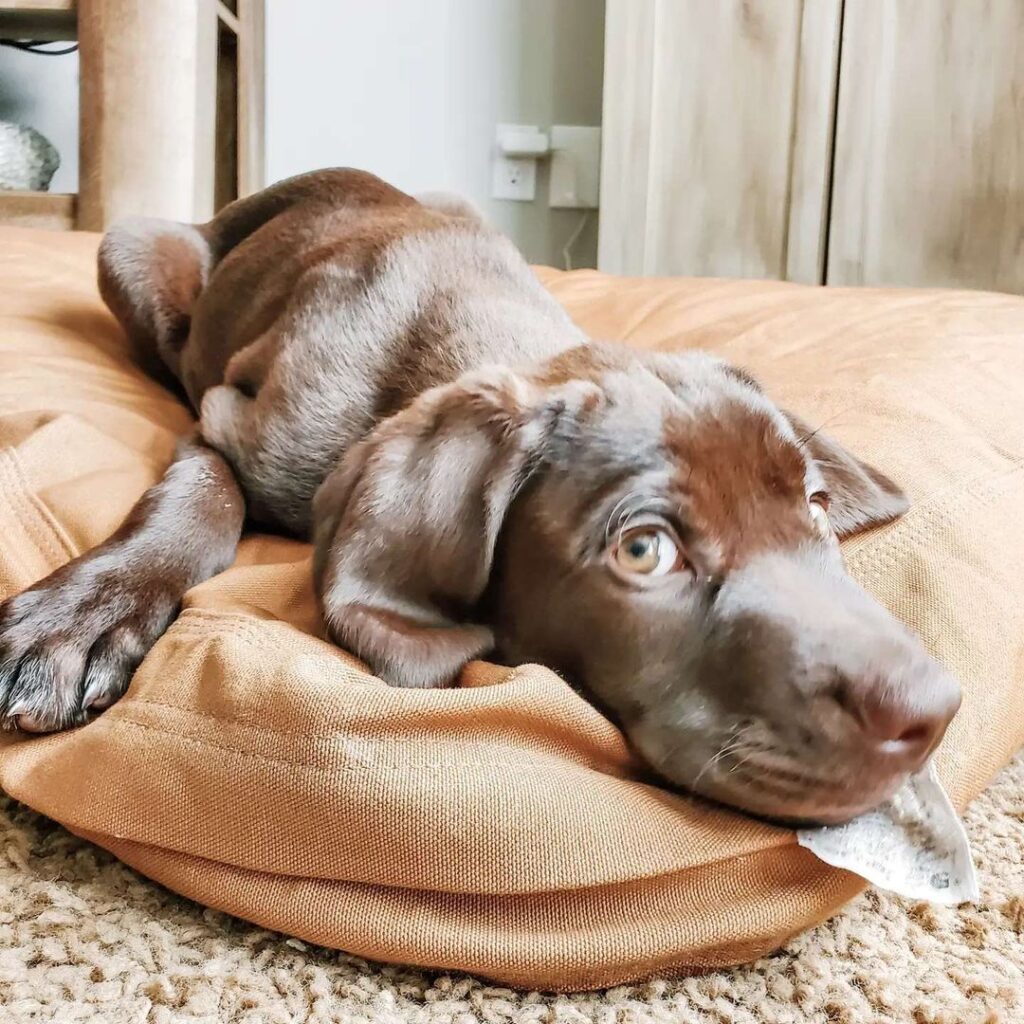 The 12 Best Odor Resistant Dog Beds in 2024! We Love Doodles