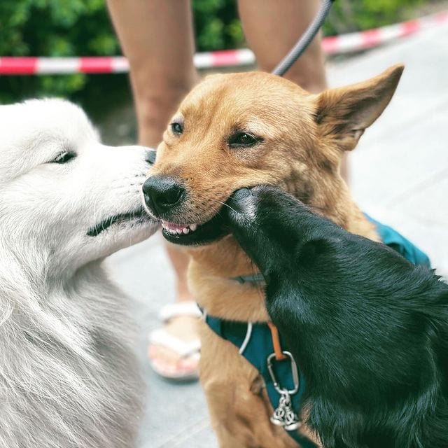 why-do-dogs-lick-each-other-s-ears-2023-we-love-doodles