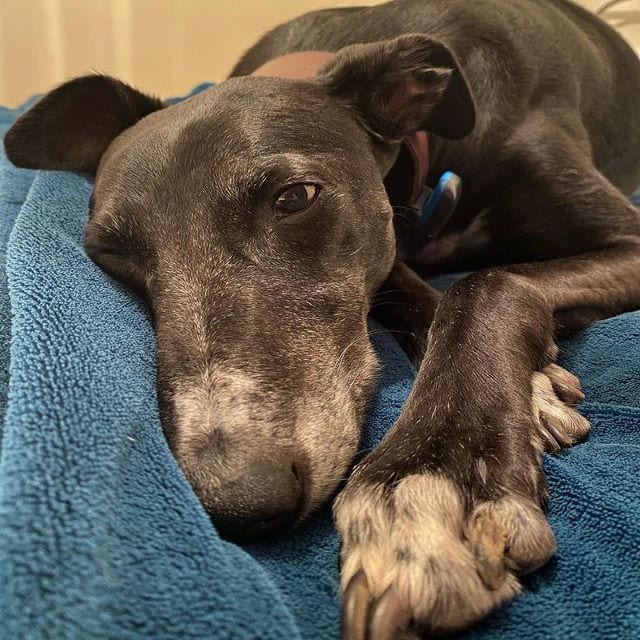 My Dog’s Stomach is Gurgling Like Crazy. What Does This Mean?