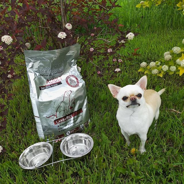 The 6 Best Dog Bowls Made in the USA! (2024) We Love Doodles