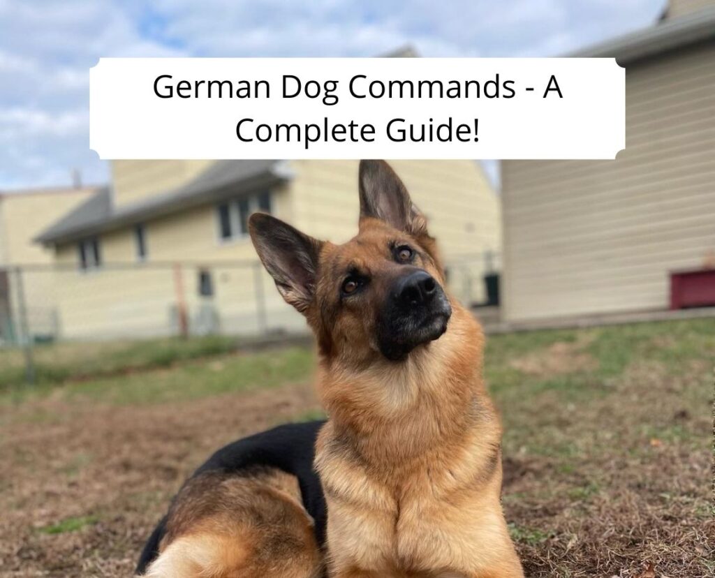 German Dog Commands A Complete Guide! (2024) We Love Doodles