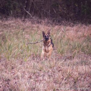 german k9 commands