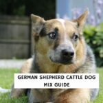 German Shepherd Cattle Dog Mix Guide