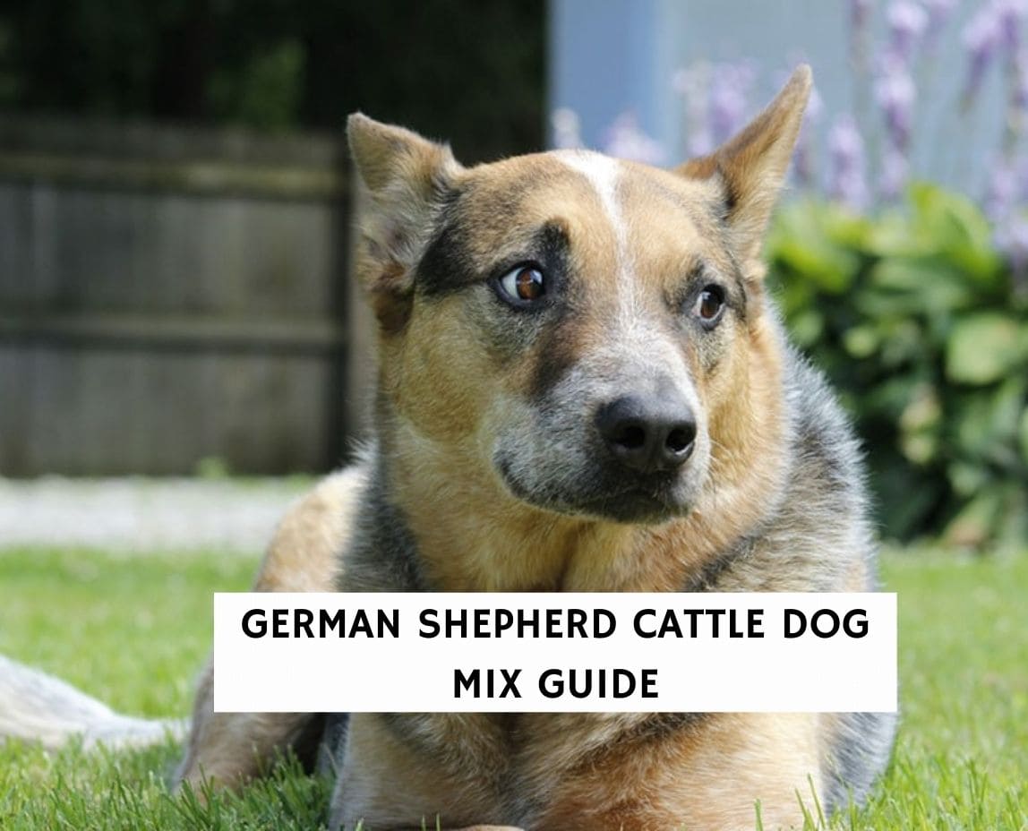 are australian cattle dogs and shepherds the same