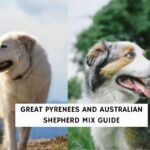 Great Pyrenees and Australian Shepherd Mix Guide