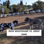 German Shepherd Cattle Dog Mix Guide