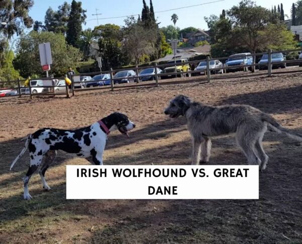 Irish Wolfhound Vs Great Dane What S The Difference   Irish Wolfhound Vs Great Dane 1 600x485 