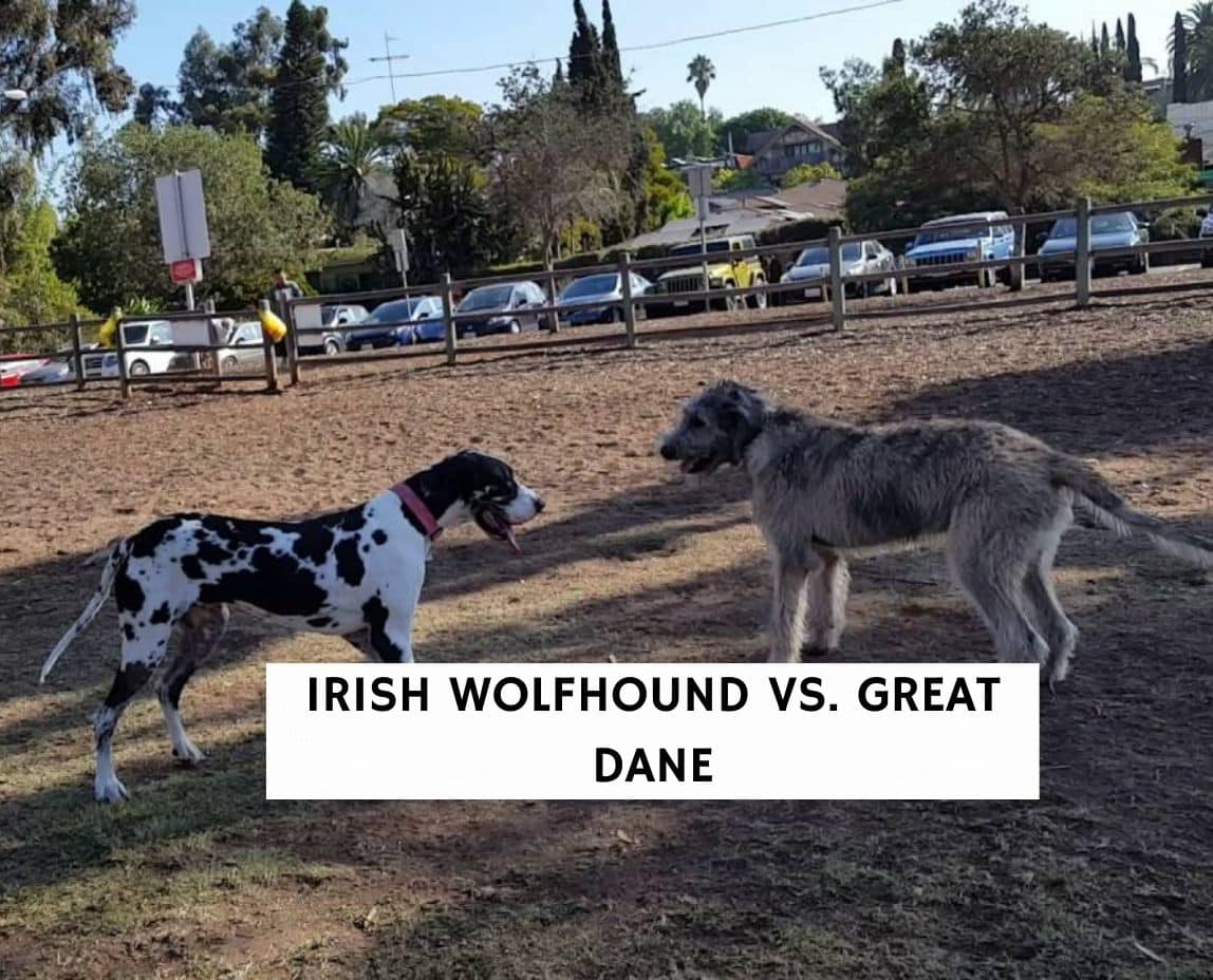 Irish wolfhound compared hot sale to great dane