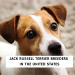 Jack Russell Terrier Breeders in the United States