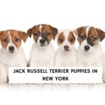 Jack Russell Terrier Puppies in New York