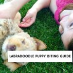 Labradoodle Puppy Biting Guide