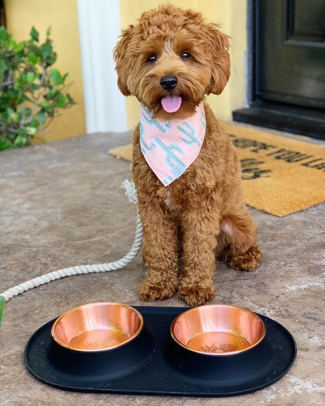 The 6 Best Dog Bowls Made in the USA! (2024) We Love Doodles