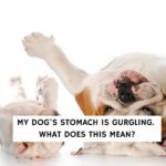 My dog's stomach is gurgling like crazy. What does this mean?