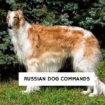 Russian Dog Commands