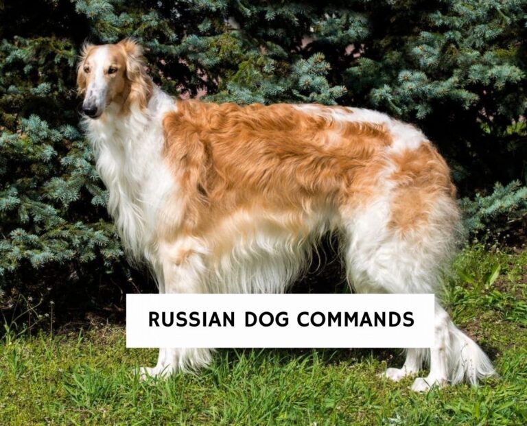 Best Russian Dog Commands! (2023) We Love Doodles