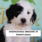 Sheepadoodle Breeders in Pennsylvania