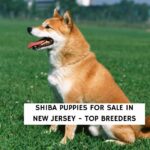 Shiba Puppies For Sale in New Jersey - Top Breeders