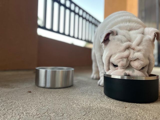 The 6 Best Dog Bowls Made in the USA!