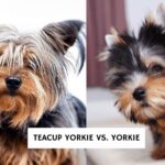Teacup Yorkie vs Yorkie
