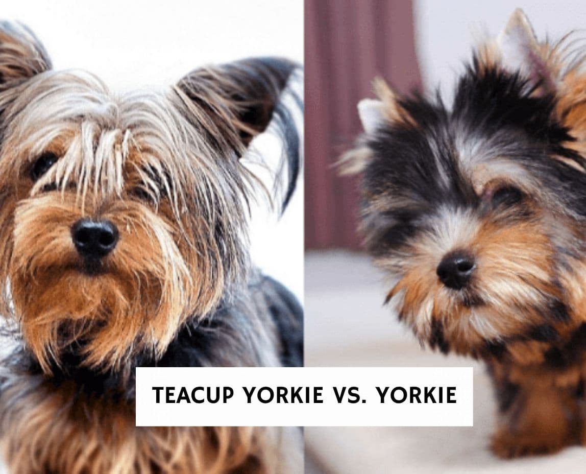 Teacup Yorkie Vs Yorkie 