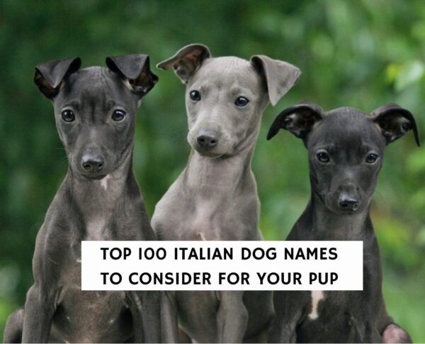 best-100-italian-dog-names-for-a-puppy