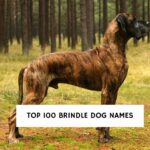 Top 100 Brindle Dog Names