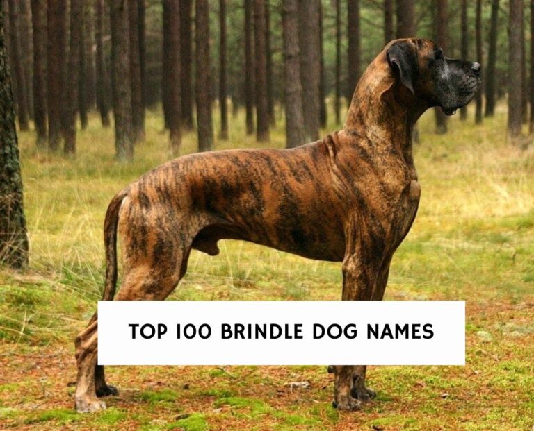 100 Best Brindle Dog Names That Are Good! (2024) We Love Doodles