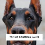 Top 100 Doberman Names