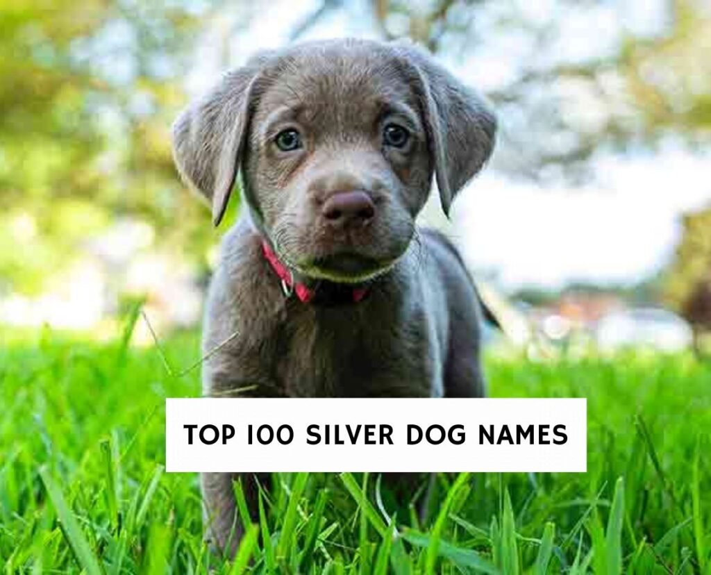 The Best 100 Silver Dog Names!