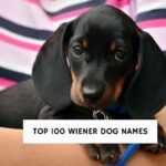 Top 100 Wiener Dog Names