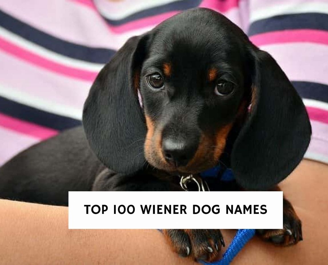 The Best 100 Wiener Dog Names For Your Puppy! (2022) - We Love Doodles