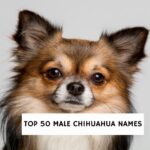 Top 50 Male Chihuahua Names