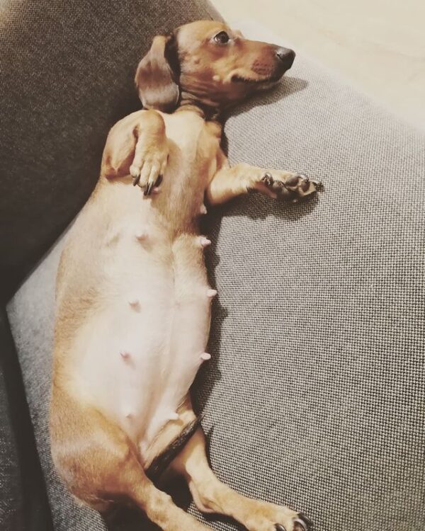 The 6 Best Supplements for Pregnant Dogs in 2024! We Love Doodles