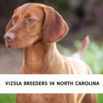 Vizsla Breeders in North Carolina