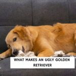 What Makes An Ugly Golden Retriever?