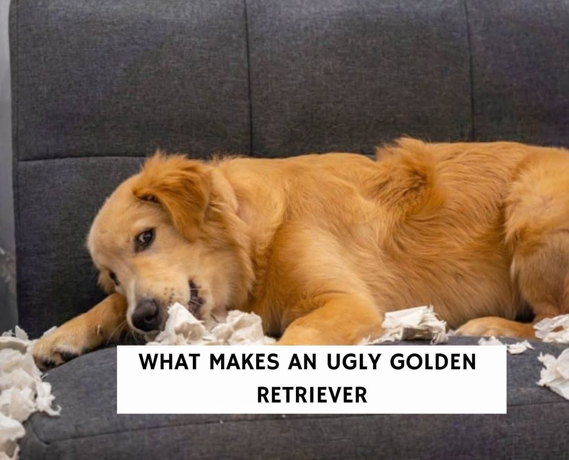 What Makes An Ugly Golden Retriever?