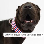 _why do dogs have bumps on their lips