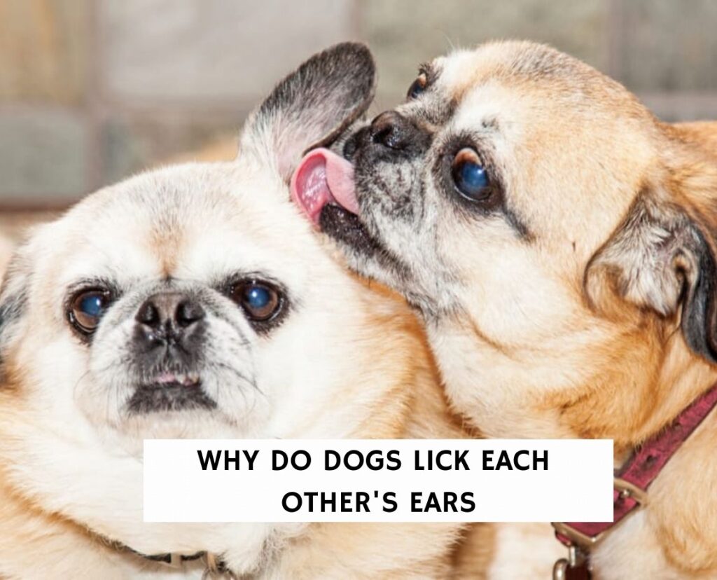 why-do-dogs-lick-each-other-s-ears-2023-we-love-doodles