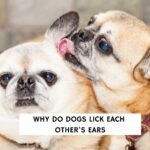 Why Do Dogs Lick Each Other's Ears?