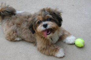 Shih Poo Puppies For Sale in Texas