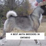 4 Best Akita Breeders in Ontario