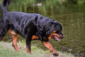 what are rottweilers used for